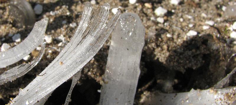 2008-12-13_Ice_Forest 030_1.jpg
